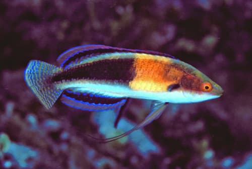 Girdled Wrasse