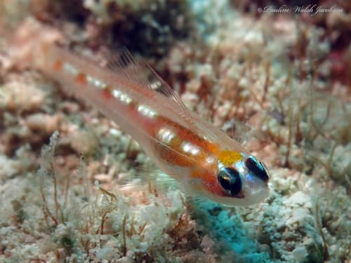 Glass Goby