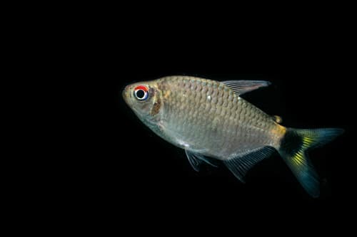 Glass Tetra