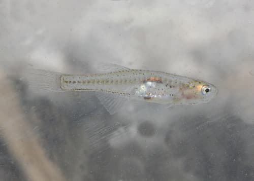 Glass Goby