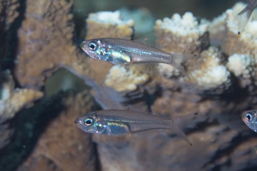 Glassy Cardinalfish