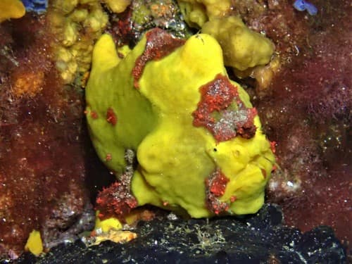 Glauert's Anglerfish