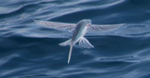Glider Flyingfish