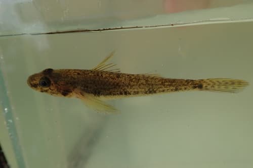 Estuarine Goby