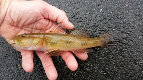 Flathead Goby