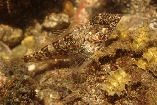 Glossy Blenny