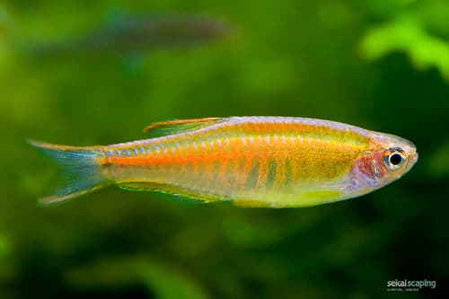 Glowlight Danio