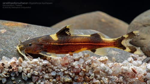 Glyptothorax buchanani