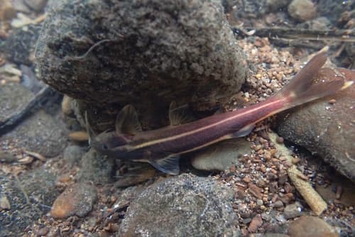 Glyptothorax laosensis