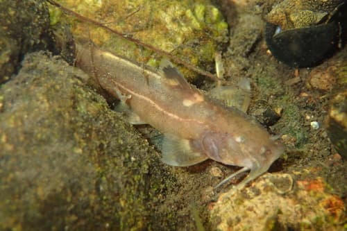 Glyptothorax pallozonus