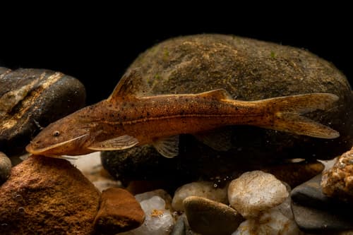 Glyptothorax prashadi