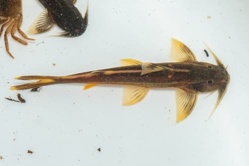 Glyptothorax schmidti