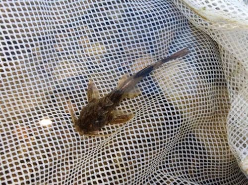 Chinese Sucker Catfish