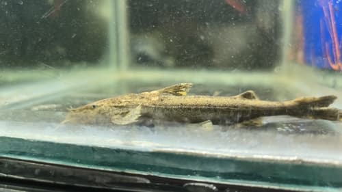 Glyptothorax telchitta