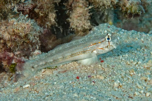 Spotted-tail Goby
