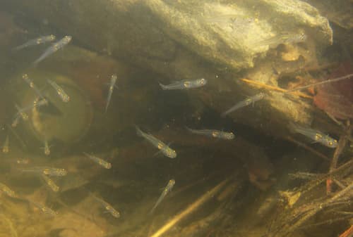 Gobiopterus macrolepis