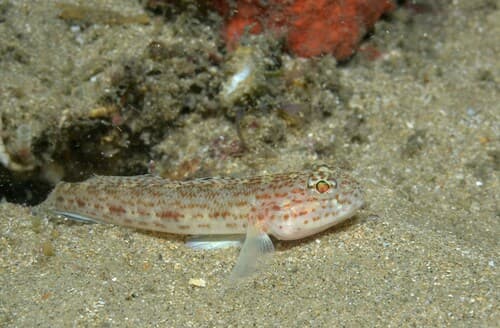 Red-spotted Goby