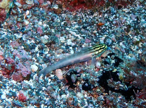 Gobius tetrophthalmus