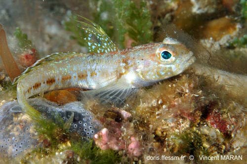 Gobius xoriguer