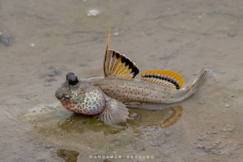 Gold-spotted Mudskipper