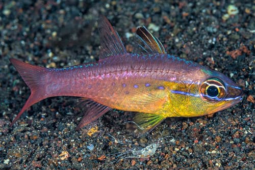 Goldbelly Cardinalfish