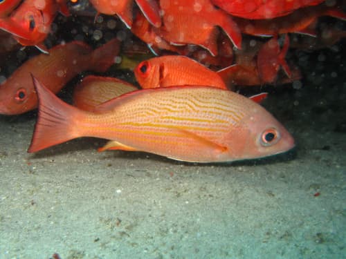 Golden African Snapper