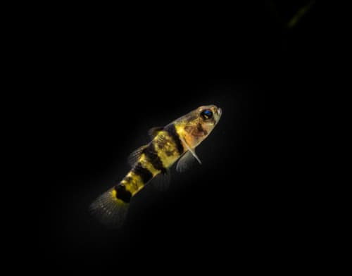 Golden-banded Goby