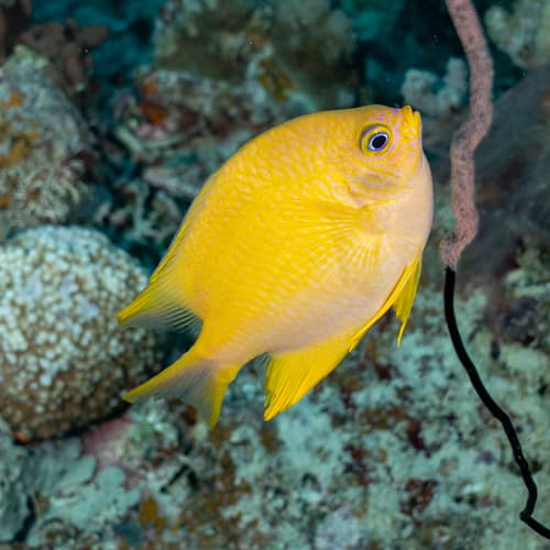 Golden Damselfish