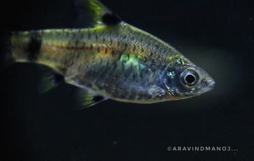 Golden Dwarf Barb