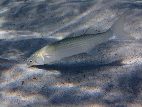 Golden Grey Mullet