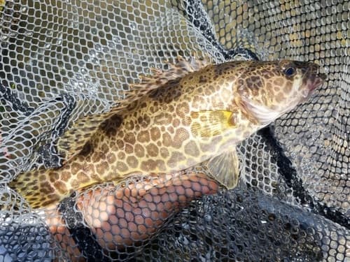 Golden Mandarin Fish