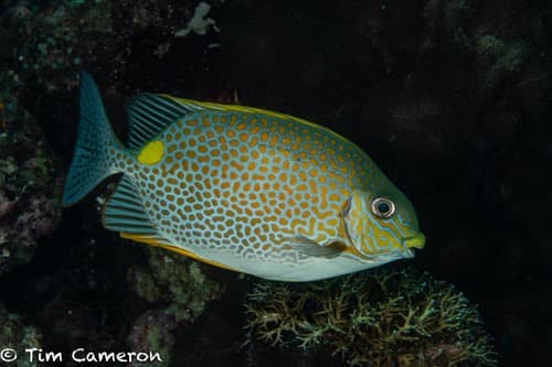 Golden Rabbitfish