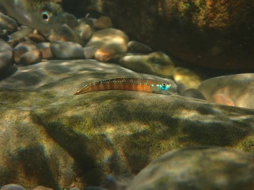 Golden-red Stiphodon