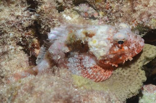 Golden Scorpionfish