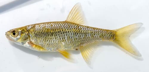 Golden Shiner
