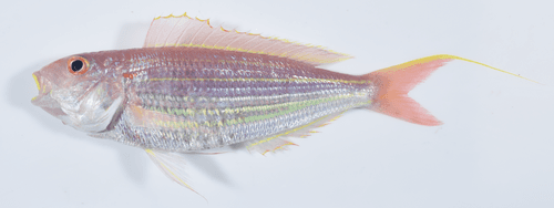 Golden Threadfin Bream