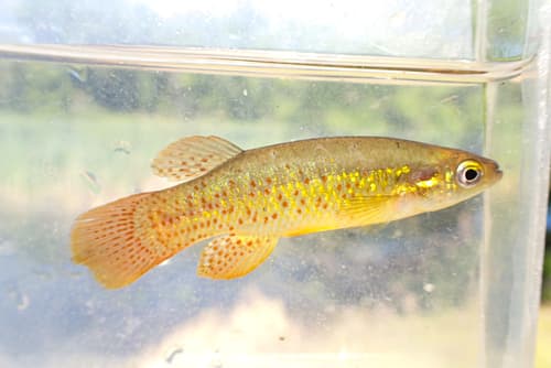 Golden Topminnow