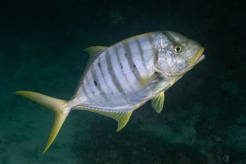 Golden Trevally