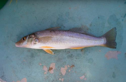 Goldenline Whiting