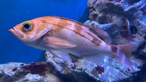Goldeye Rockfish