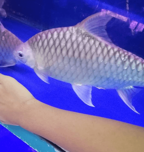 Goldfin Tinfoil Barb