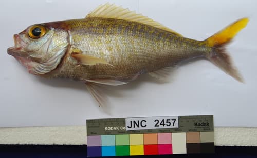 Goldflag Snapper