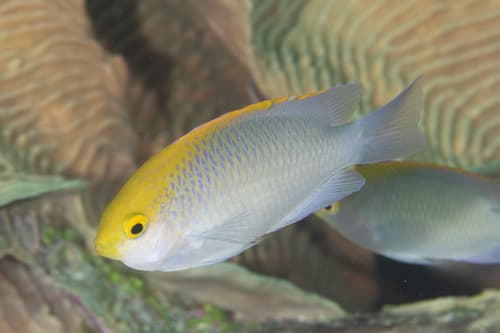 Goldhead Damselfish