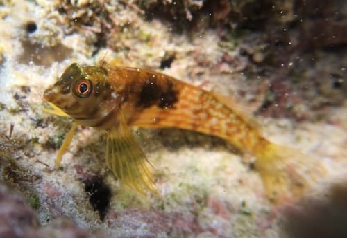 Goldline Blenny