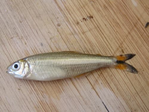 Goldline Scissortail