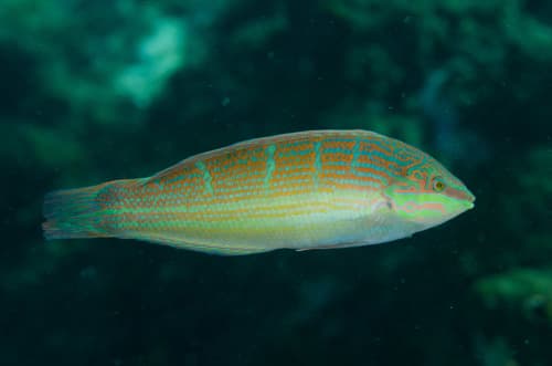 Goldlined Wrasse