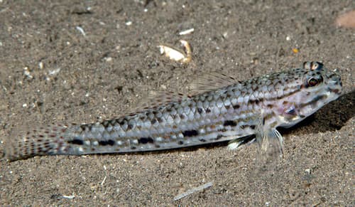 Goldmann's Sandgoby
