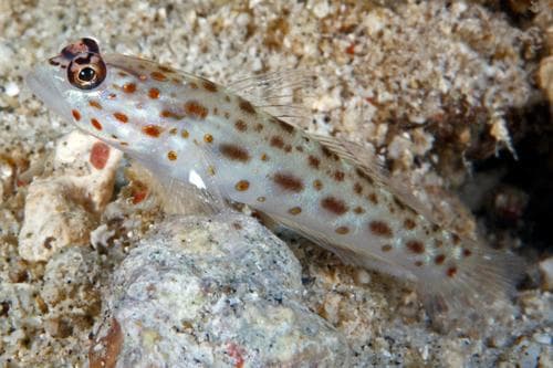Goldspeckled Shrimpgoby