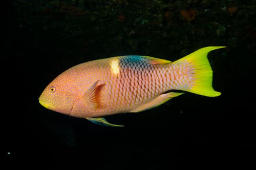 Goldspot Pigfish