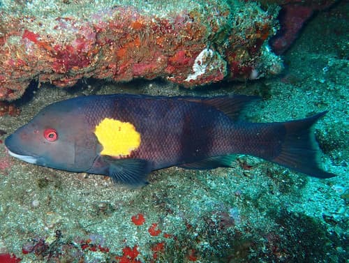 Goldspot Sheephead
